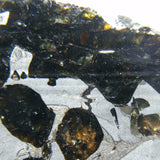 Seymchan 163 grams Pallasite Meteorite Slice